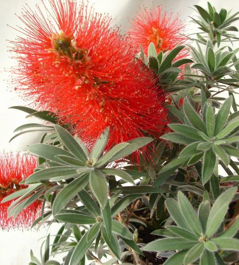 Callistemon Masotti &lsquo;Mini red&rsquo;
