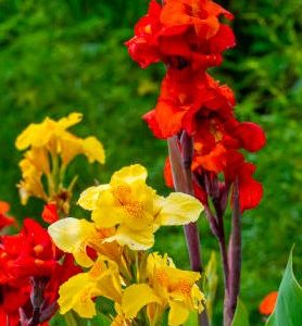 Cannas en mélange