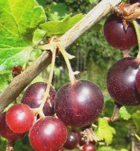 Caseille / casseille JOSTA