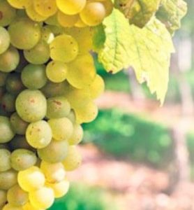 Ceps de vigne BLANCS pour CUVE