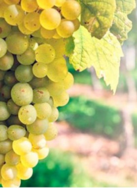 Ceps de vigne BLANCS pour CUVE