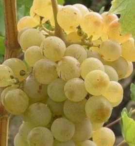 Ceps de vigne dits “INTERDITS” – Résistants aux maladies