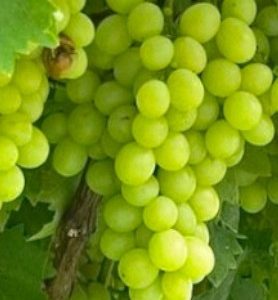 Ceps de vigne résistants aux maladies et FRANCAIS