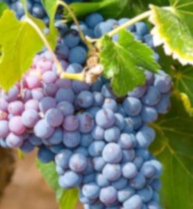 Ceps de vigne ROUGES pour CUVE