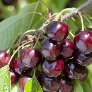 Cerisier BIGARREAU REVERCHON