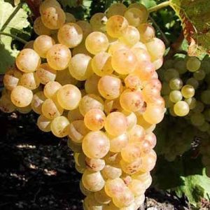 Ceps de vigne BLANCS pour DÉGUSTATION
