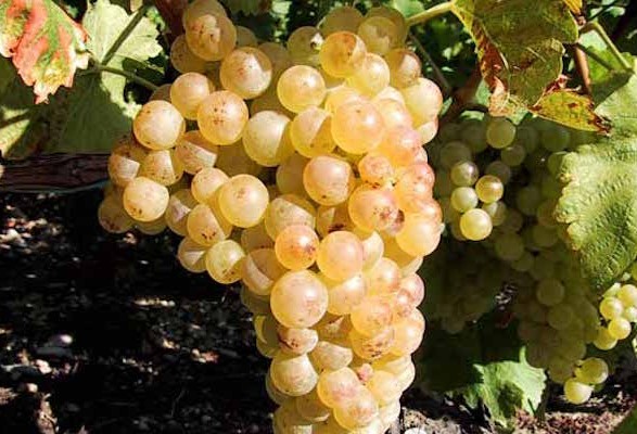 Ceps de vigne BLANCS pour DÉGUSTATION