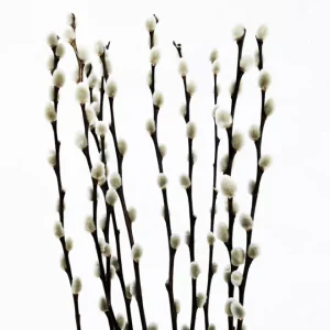 Chaton fleur séchée de Saule