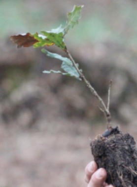 Chêne Truffier 60cm/3ans – Bourgogne