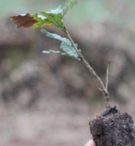 Chêne Truffier 60cm/3ans – Perigord