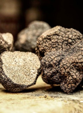 Chêne Truffier 60cm/3ans – Bourgogne – Image 2