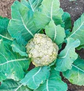 Graines de CHOUX FLEUR