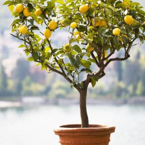 Citronnier (citrus limonum limone)