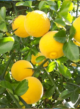 Citronnier ÉPINEUX – Image 2