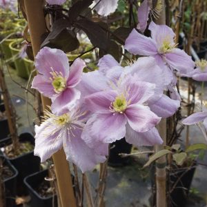 Clématite montana Mayleen