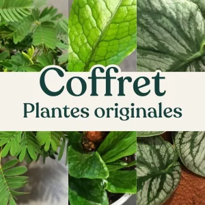 Coffret Plantes Originales