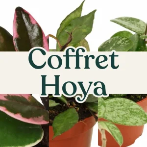 Coffret Hoya
