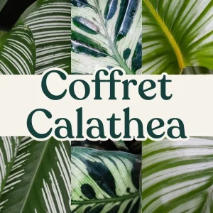 Coffret Calathea & Maranta