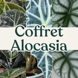Coffret Alocasia