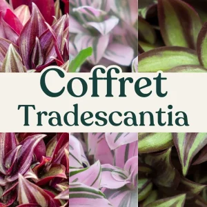 Coffret Tradescantia