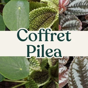 Coffret Pilea