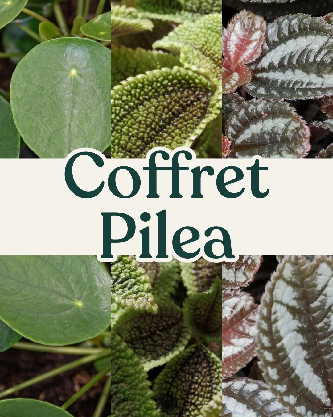 Coffret Pilea