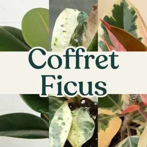 Coffret Ficus