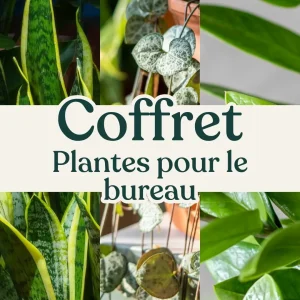 Coffret Plantes pour le Bureau