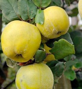 Cognassier CONSTANTINOPLE