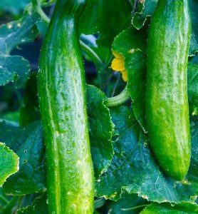 Graines de CONCOMBRE