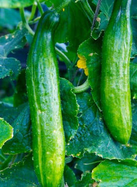 Graines de CONCOMBRE