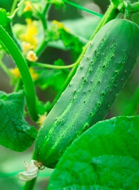 Graines de CONCOMBRE – Image 2