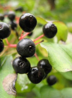 Cornouiller SANGUIN – Image 2