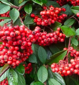 Cotoneaster