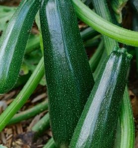 Graines de COURGETTE