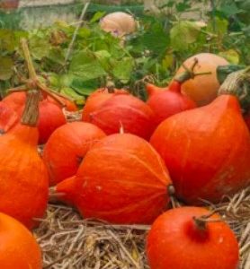 Butternut, Citrouille, Potimarron, Potiron