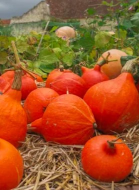Butternut, Citrouille, Potimarron, Potiron