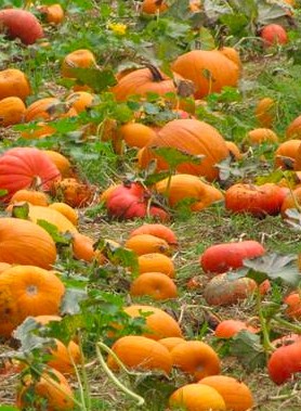 Butternut, Citrouille, Potimarron, Potiron – Image 2