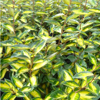 Eleagnus Ebbengei Limelight – Image 2