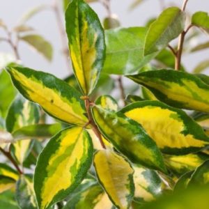 Eleagnus Ebbengei Limelight