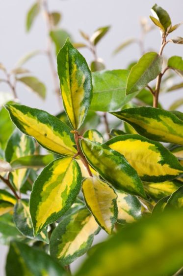 Eleagnus Ebbengei Limelight