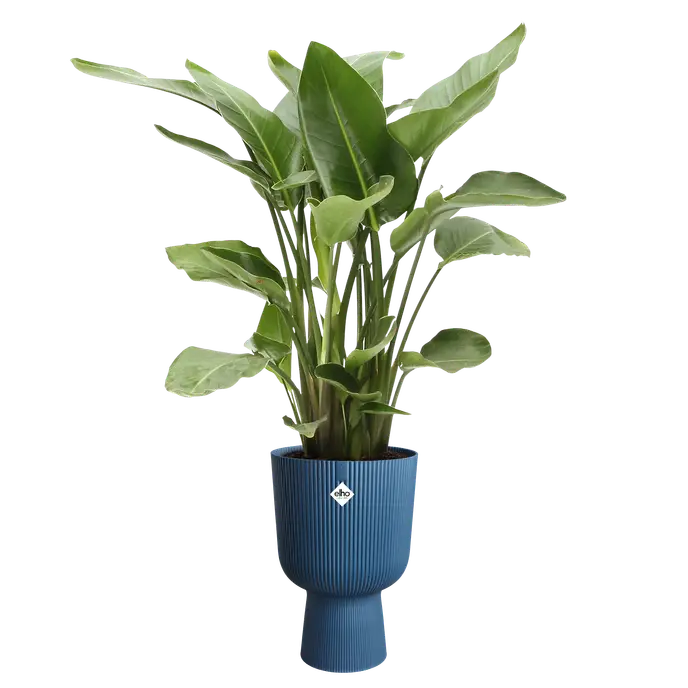 Cache Pot Vibes Fold – Image 2