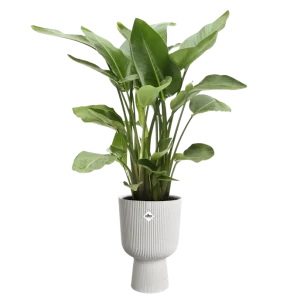 Cache Pot Vibes Fold