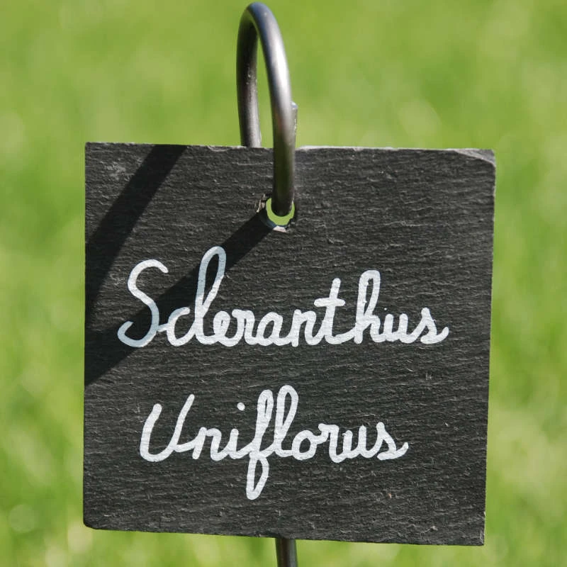 10 étiquettes en ardoise avec tuteurs – Image 4