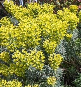 Euphorbe des garrigues