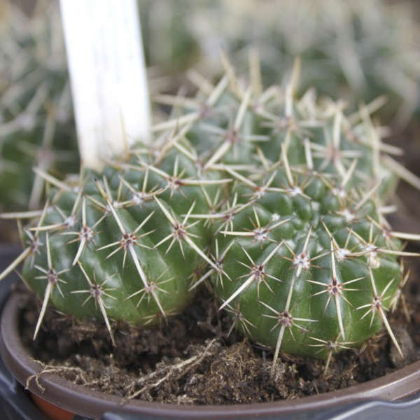 Pack de 10 cactus (pot de 5,5 cm) – Image 7