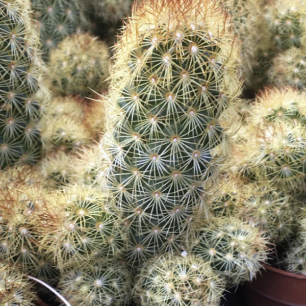 Pack de 10 cactus (pot de 5,5 cm) – Image 5