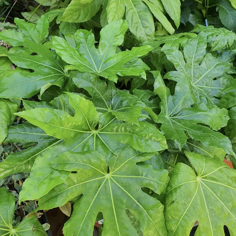 Fatsia Japonica (Aralia sieboldii)