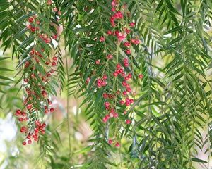 Faux Poivrier (Shinus Molle)