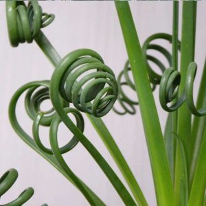 Albuca spiralis
